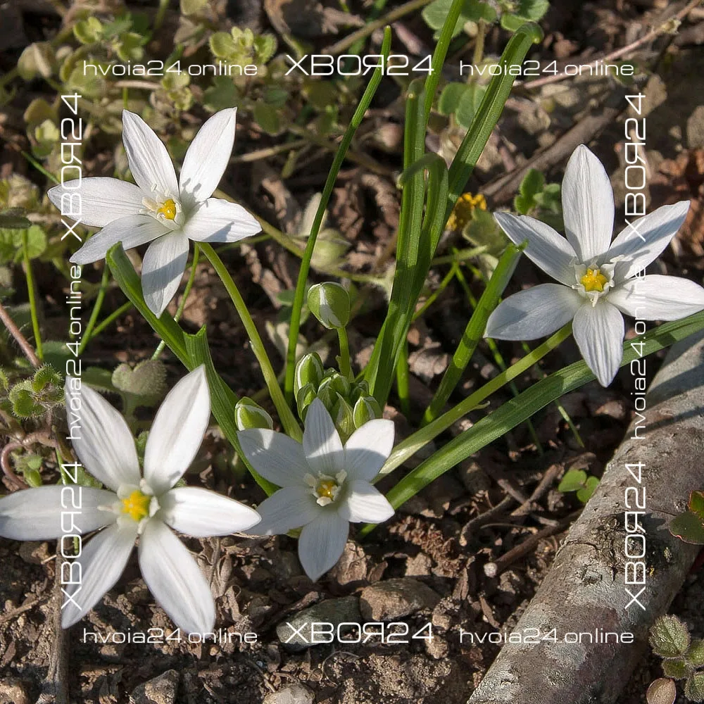  • ХВОЯ24