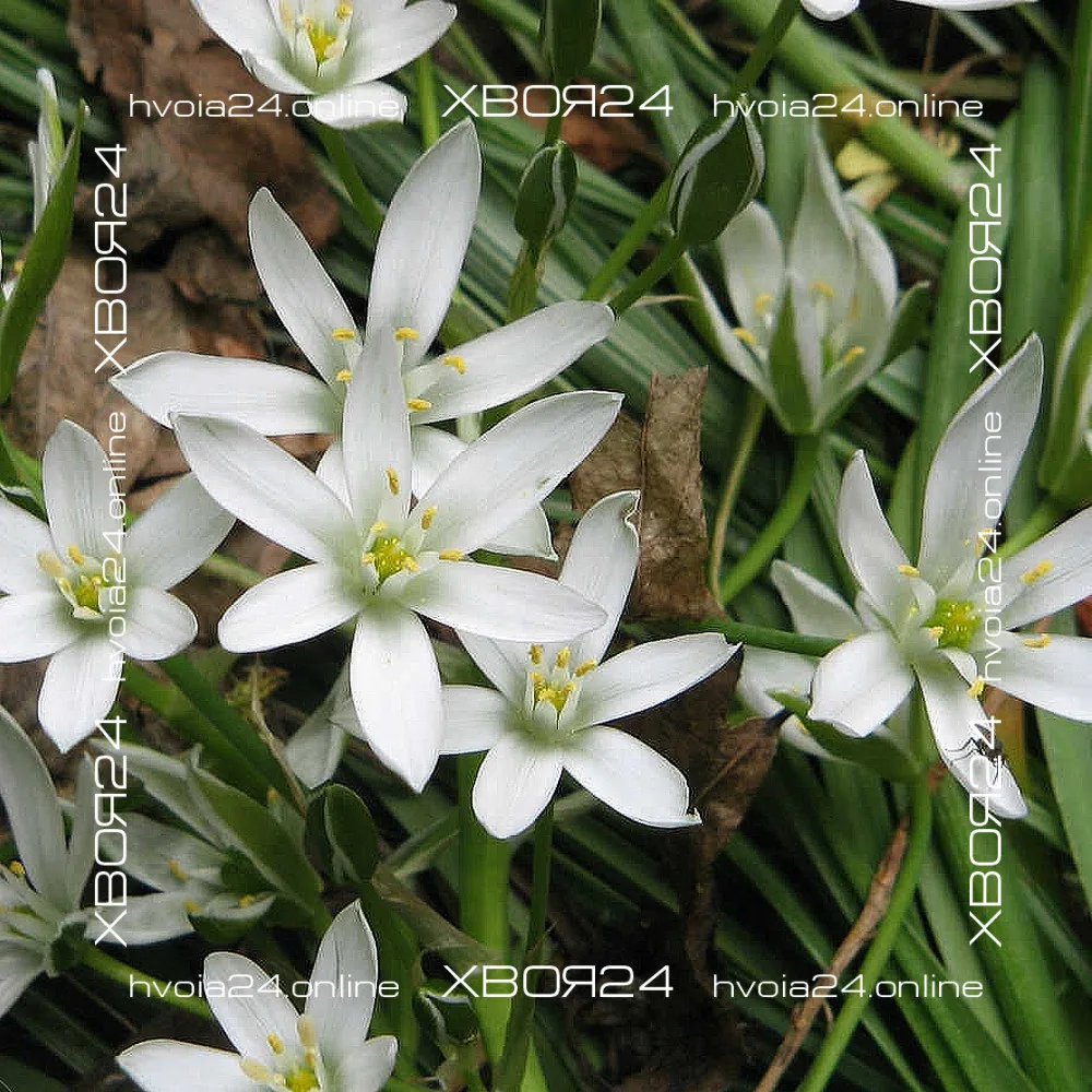  • ХВОЯ24