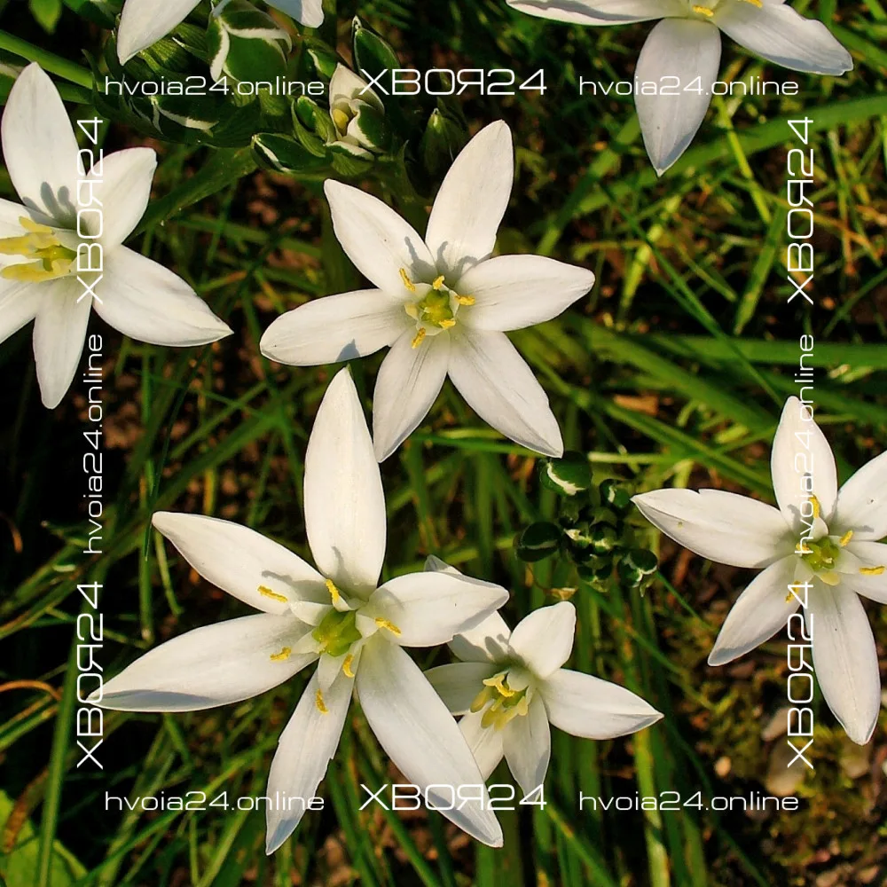  • ХВОЯ24