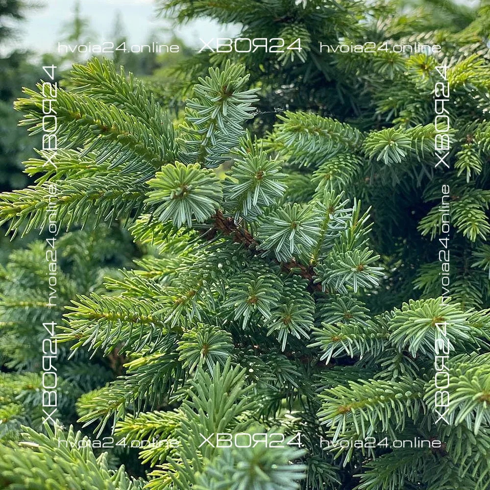  • ХВОЯ24