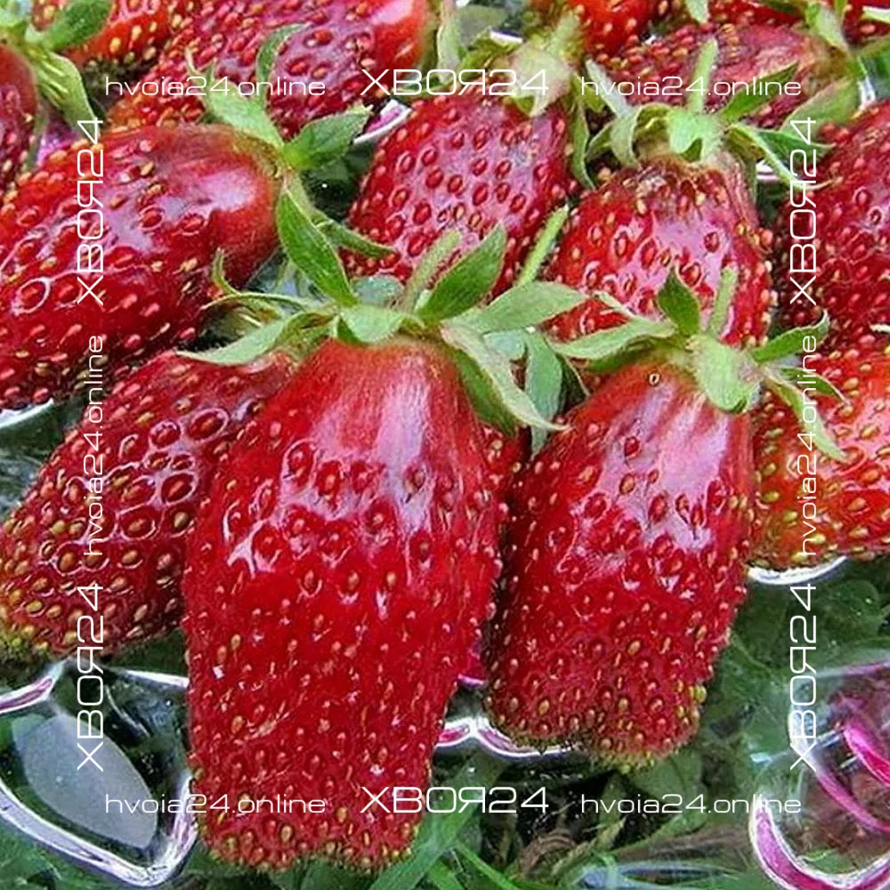  • ХВОЯ24