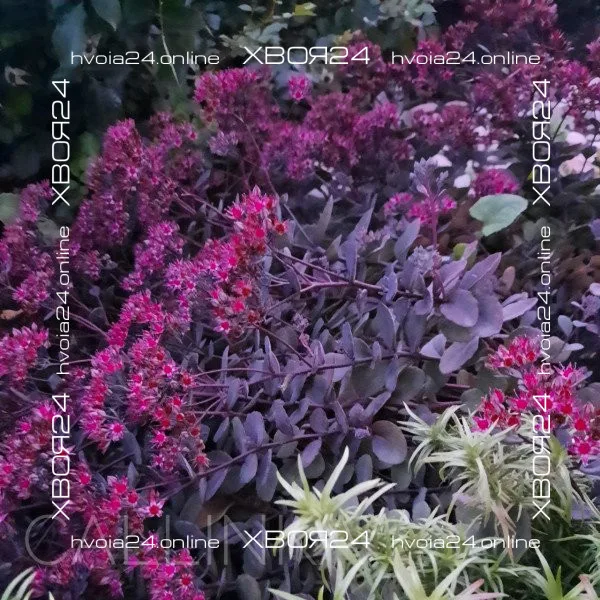  • ХВОЯ24
