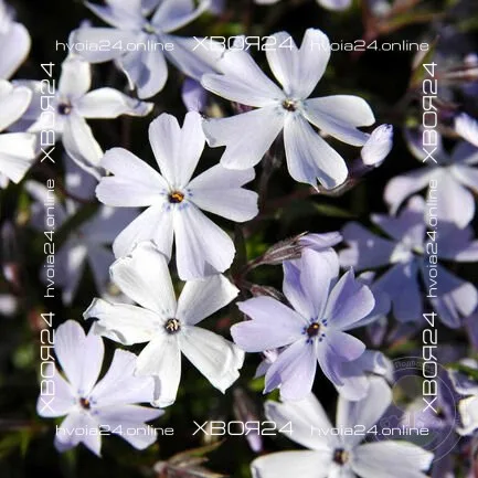  • ХВОЯ24