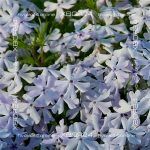 Флокс шиловидный Г.Ф. Вилсон — изображение 5