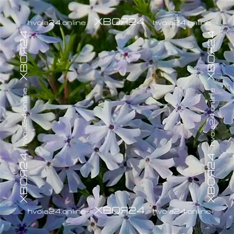  • ХВОЯ24