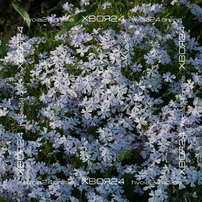  • ХВОЯ24