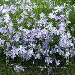 Флокс шиловидный Г.Ф. Вилсон — изображение 2