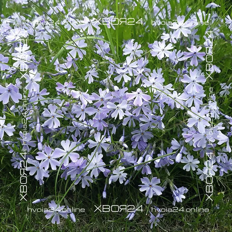  • ХВОЯ24
