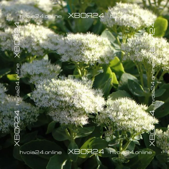  • ХВОЯ24