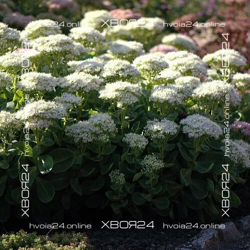  • ХВОЯ24