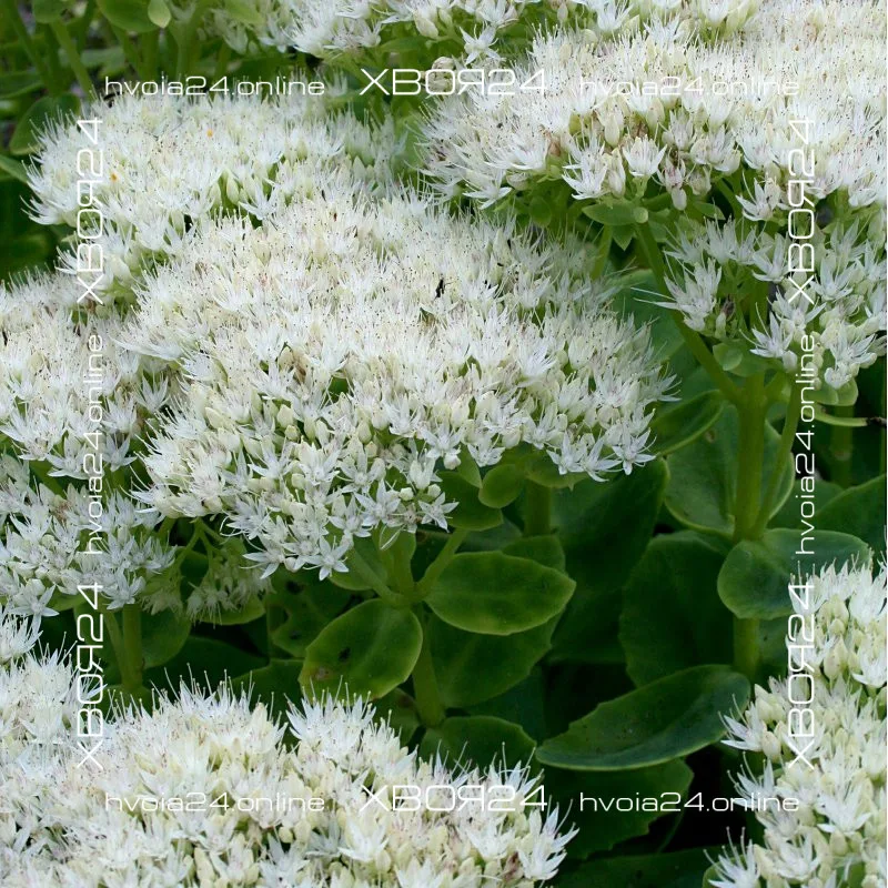  • ХВОЯ24