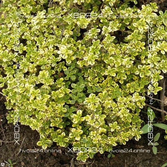  • ХВОЯ24