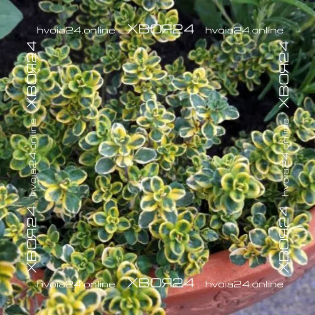  • ХВОЯ24