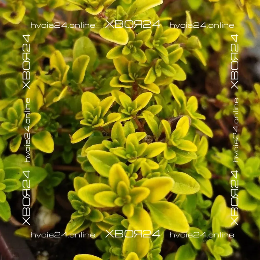  • ХВОЯ24