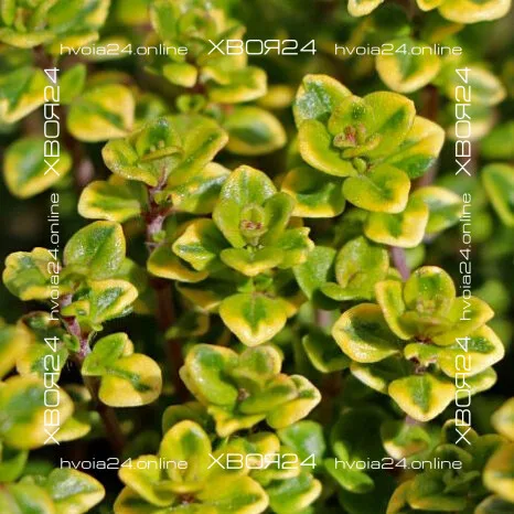  • ХВОЯ24