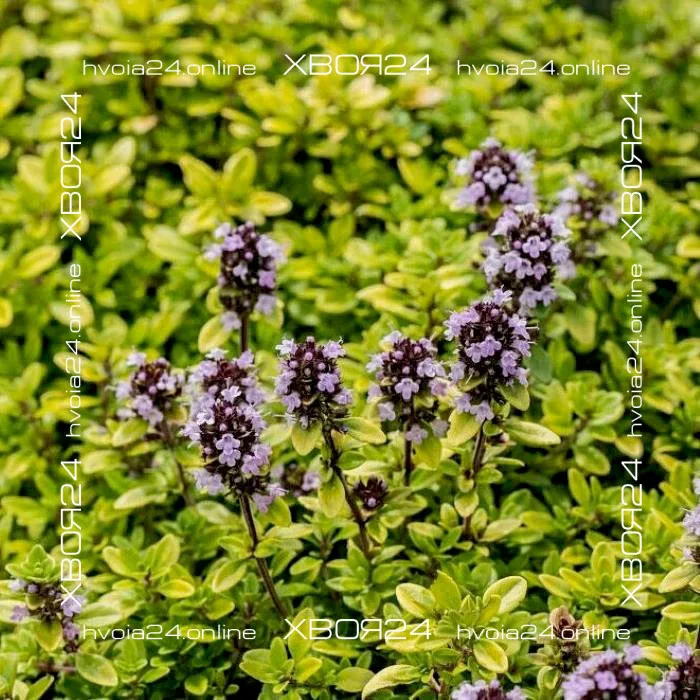  • ХВОЯ24