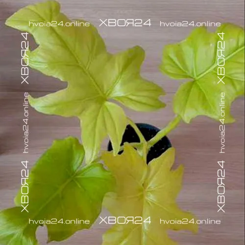  • ХВОЯ24