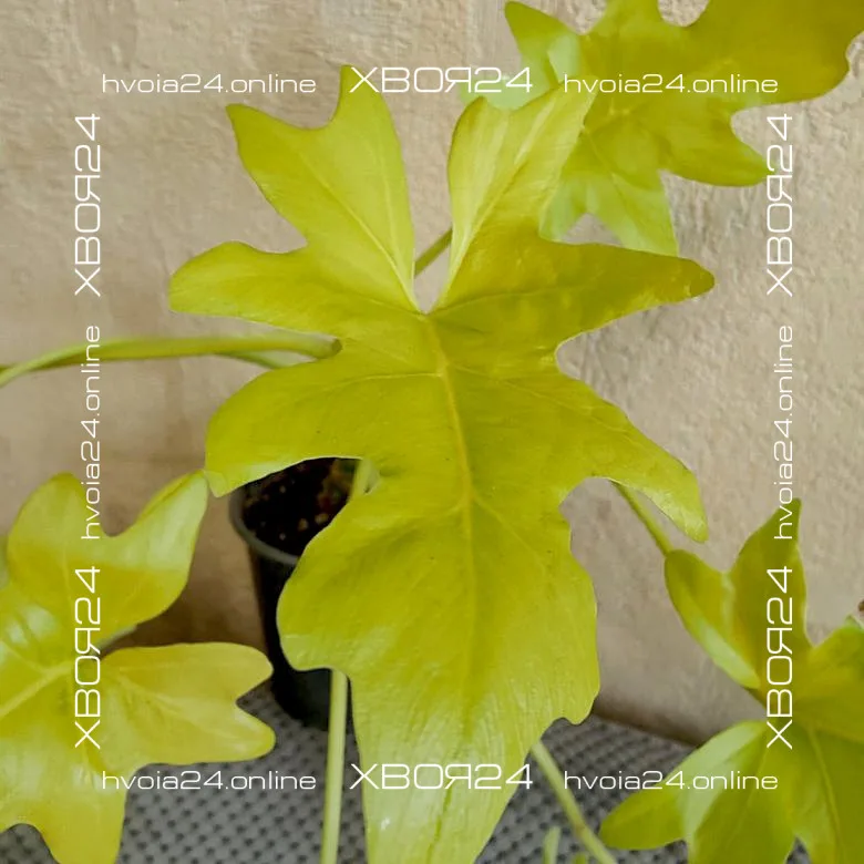  • ХВОЯ24