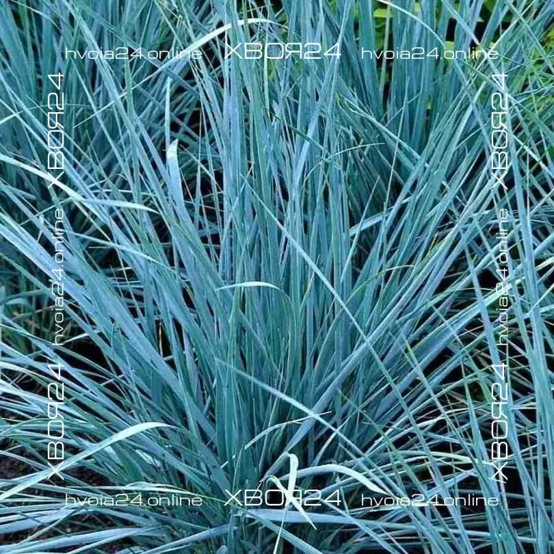  • ХВОЯ24