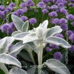 Стахис шерстистый (Заячьи ушки, Овечьи ушки) / Чистец византийский — изображение 13