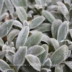 Стахис шерстистый (Заячьи ушки, Овечьи ушки) / Чистец византийский — изображение 15