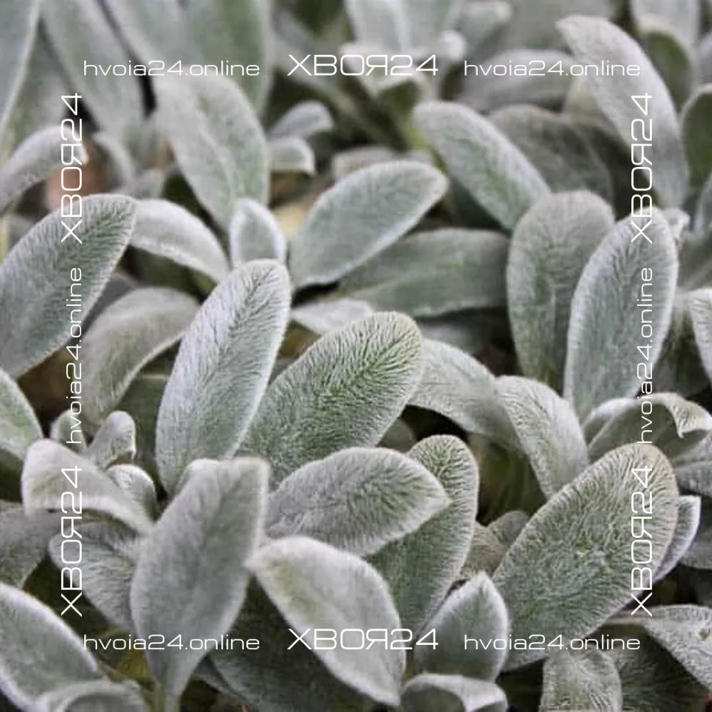  • ХВОЯ24