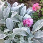 Стахис шерстистый (Заячьи ушки, Овечьи ушки) / Чистец византийский — изображение 5