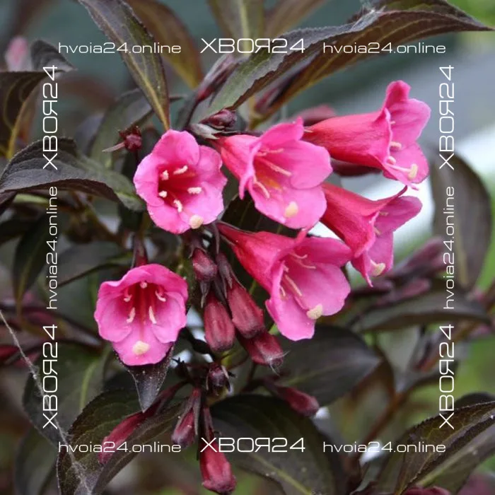  • ХВОЯ24