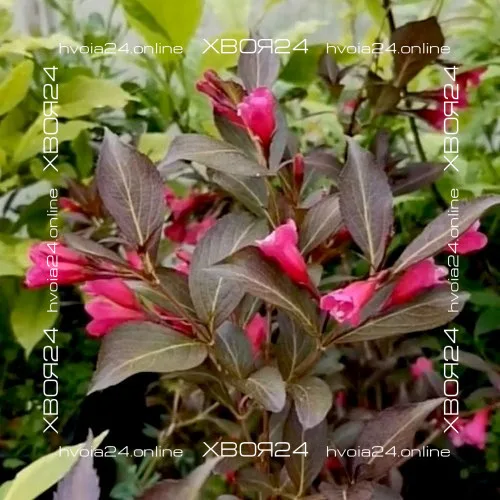  • ХВОЯ24