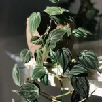  • ХВОЯ24