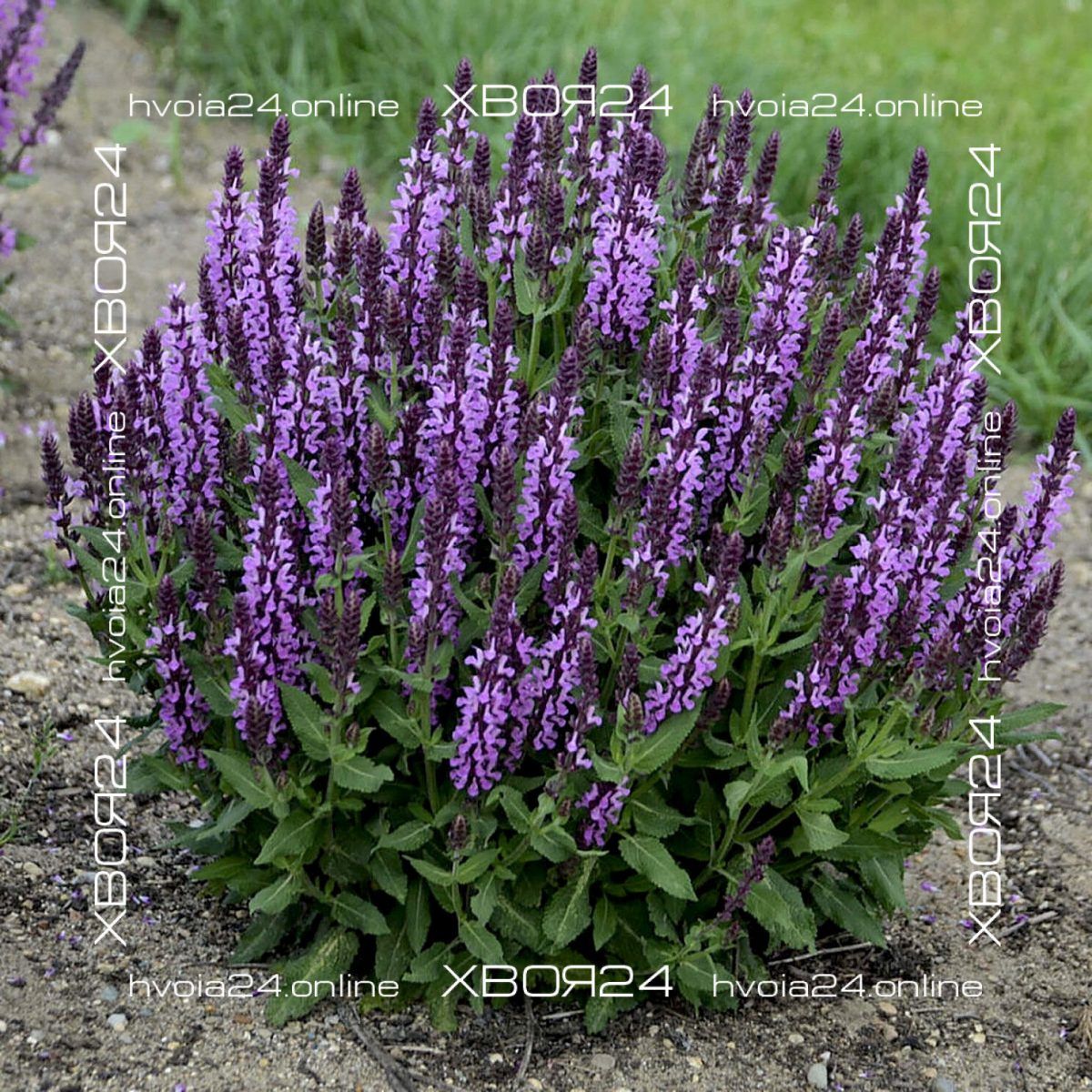  • ХВОЯ24