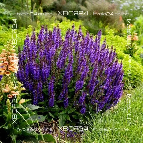  • ХВОЯ24