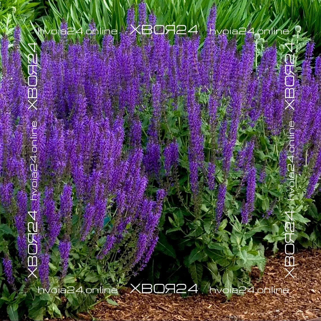  • ХВОЯ24