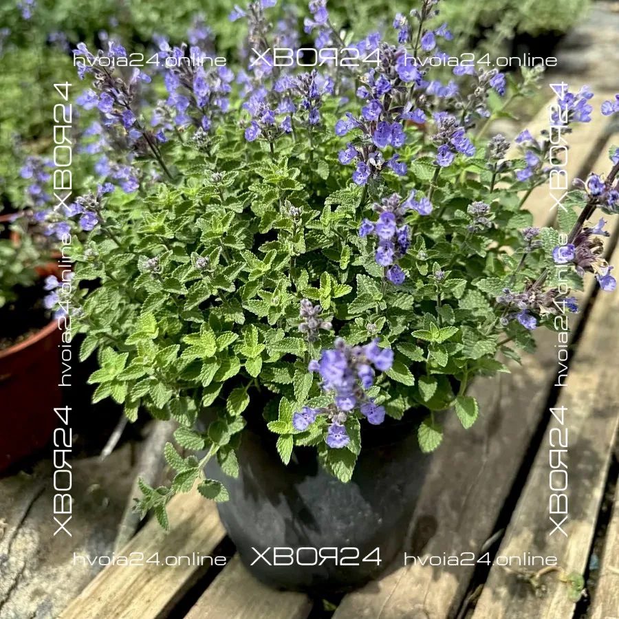  • ХВОЯ24