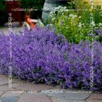 Котовник Фассена Кит Кэт — изображение 3
