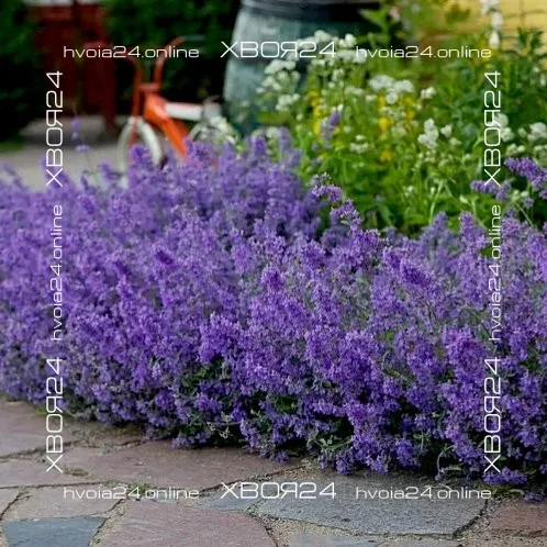  • ХВОЯ24