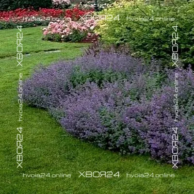  • ХВОЯ24