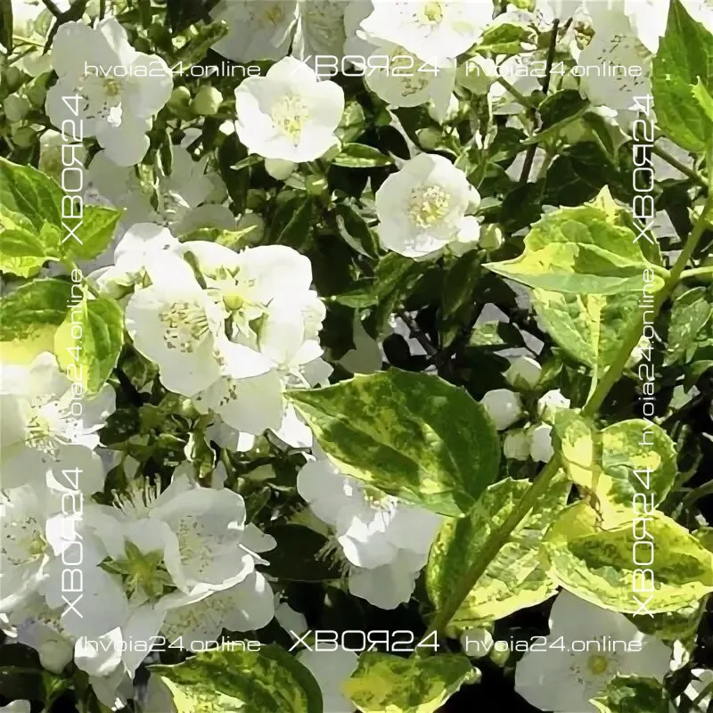  • ХВОЯ24