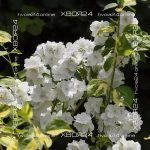 Чубушник венечный Инносенс — изображение 3