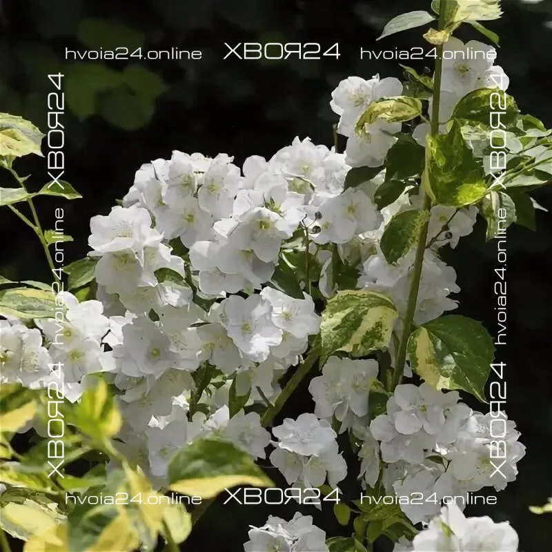  • ХВОЯ24