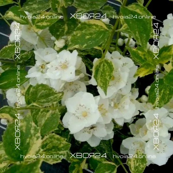  • ХВОЯ24