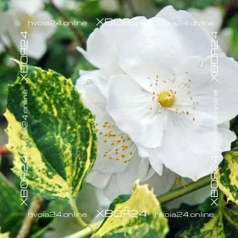  • ХВОЯ24
