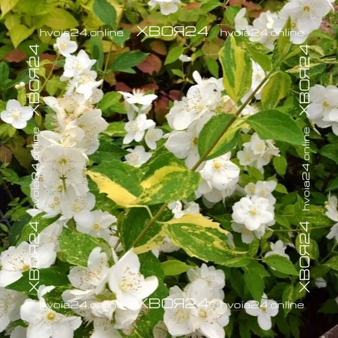  • ХВОЯ24