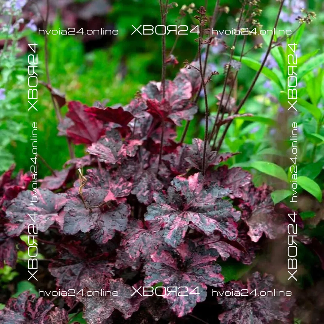  • ХВОЯ24