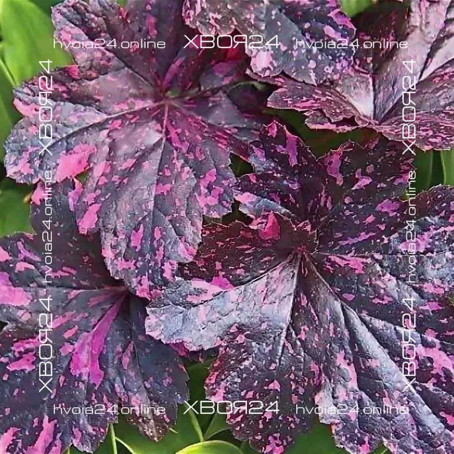  • ХВОЯ24