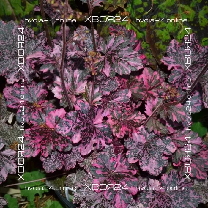  • ХВОЯ24