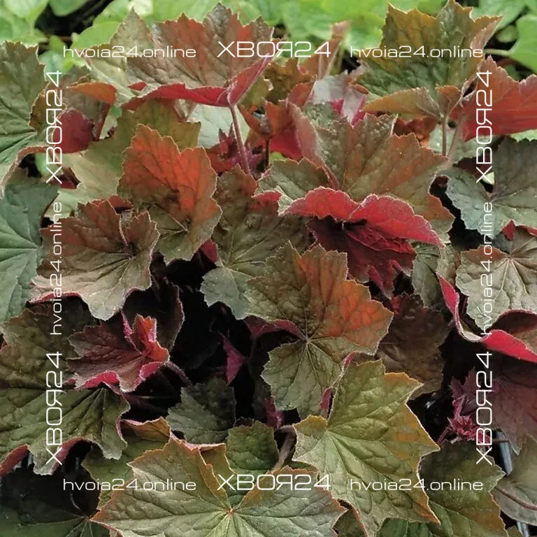  • ХВОЯ24