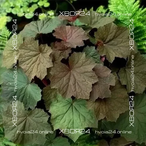  • ХВОЯ24