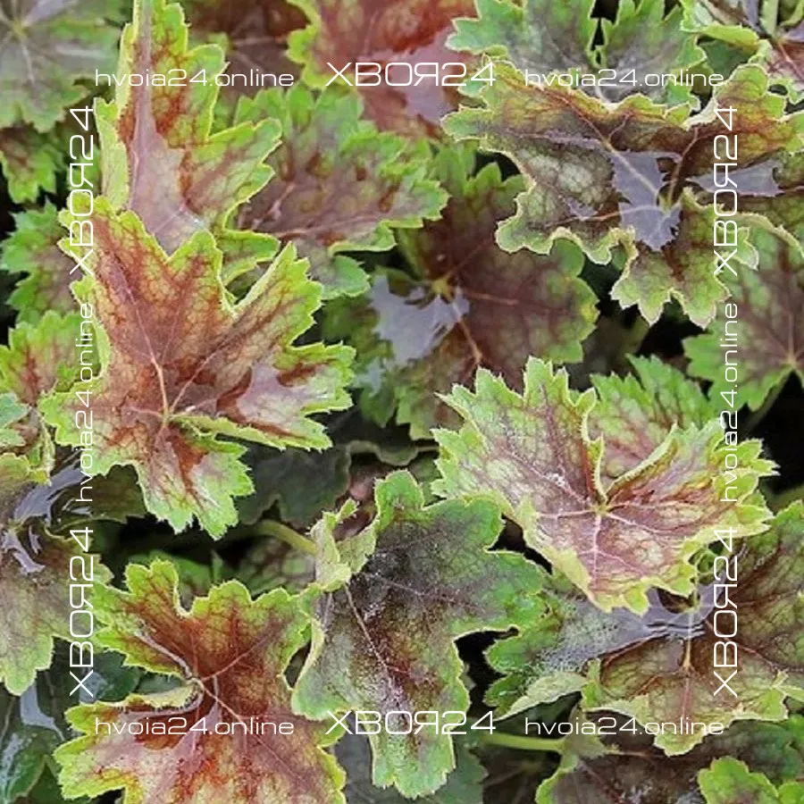  • ХВОЯ24