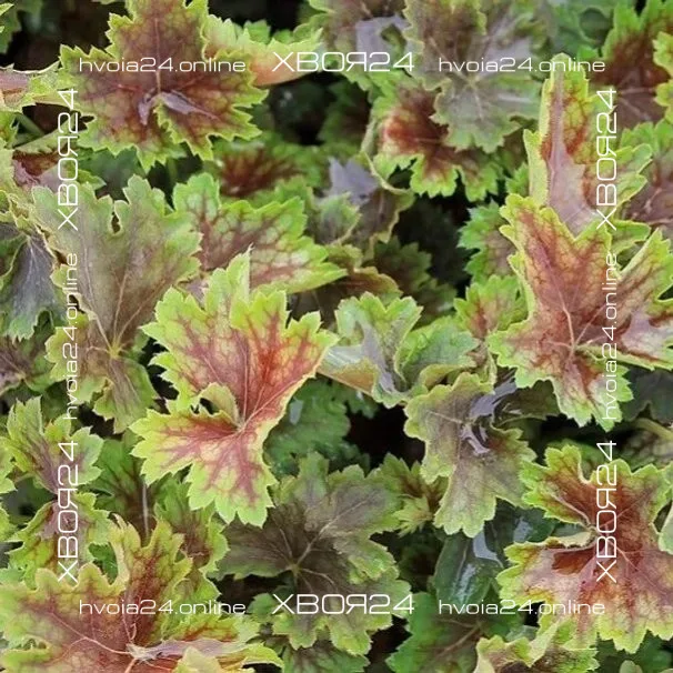  • ХВОЯ24